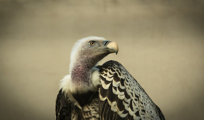 Gänsegeier Gyps fulvus Makro 