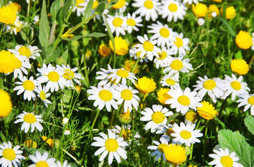 Obraz premium Daisy flower background in field