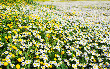 Fototapeta premium wild daisy flower in field