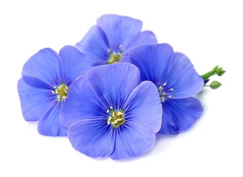 Fototapeta Flax blue flowers closeup.