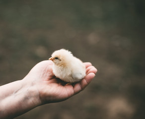 little chick in the hand of man. A white chick.