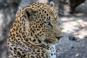 Side profile of a male Leopard.