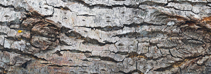 Panorama of the poplar bark
