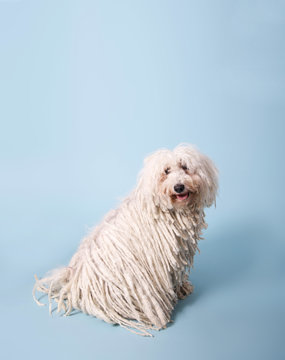 Puli &ndash;ungarischer H&uuml;tehund