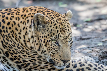 Side profile of a male Leopard.