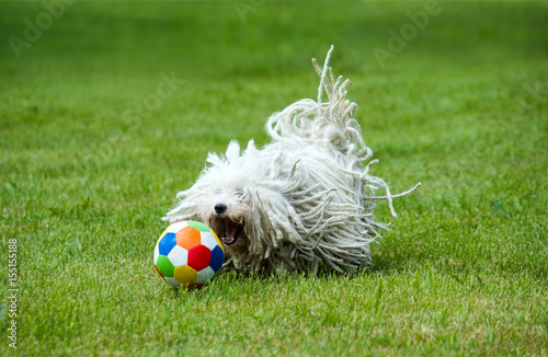 "Spielender Puli Hund mit Ball" Stockfotos und lizenzfreie Bilder auf