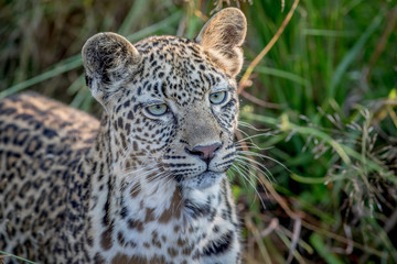 Young Leopard on the look out.