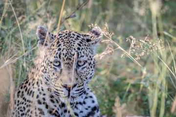 Leopard starring from in between the grass.