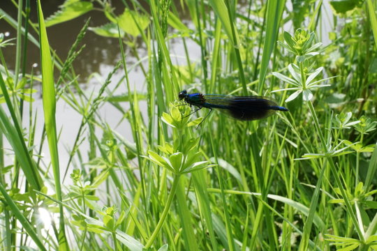 Liebelle an der Swist