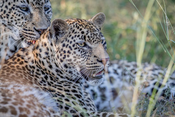 Two Leopard laying in the grass.