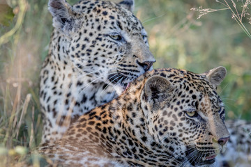 Leopard grooming another Leopard.