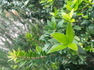 green plant