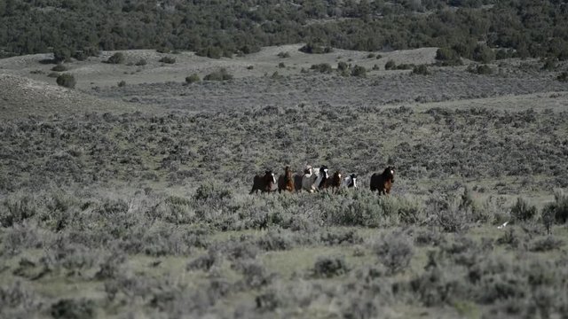 Herd of horses running across sagebrush prairie 