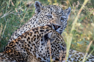 Leopard grooming another Leopard.