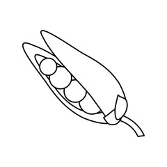 Peas fresh vegetable icon vector illustration graphic design