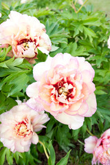 Obraz na płótnie Canvas Bush with many beautiful creamy colored peony flowers. Callie's memory.