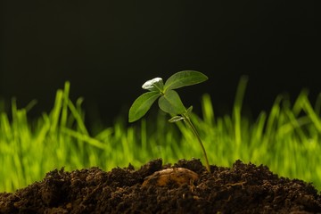 Plant.