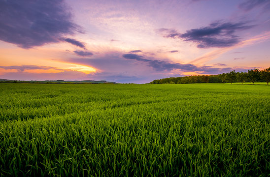 Sunset over the green field.