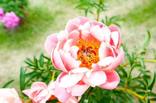 Fototapeta Beautiful soft creamy colored peony flowers. Coral sunset.