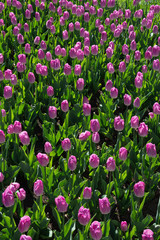 Many beautiful pink tulips with green leaf in the city park garden of spring sunny day. Floral pattern.