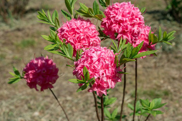 Flower Pink Rhododendron 