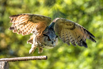 Uhu - Bubo bubo