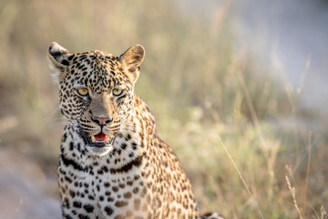 Starring Leopard in the Kruger.