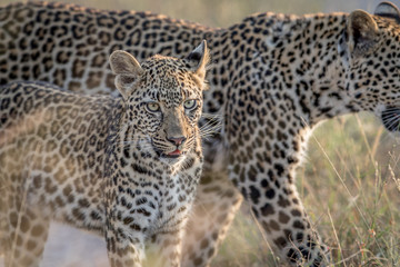 Young Leopard and mother walking.