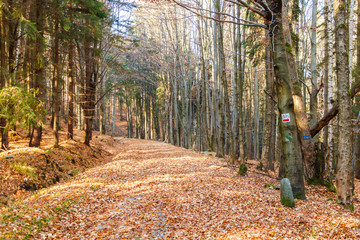 Jesienna droga przez las, pod górkę - obrazy, fototapety, plakaty