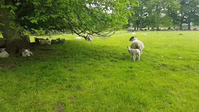 sheep and lambs