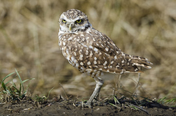Burrowing Owl at its burrow, alongside a gravel road and a farmer's field, in southern Alberta. The field had just been ploughed, leaving the burrow exposed.