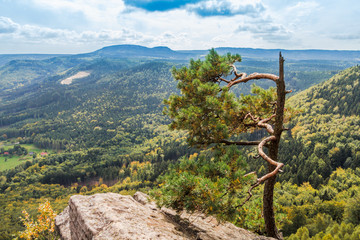 Widok na góry z punktu widokowego na skale koło samotnego drzewa