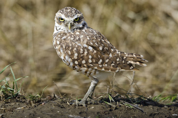 Burrowing Owl at its burrow, alongside a gravel road and a farmer's field, in southern Alberta. The field had just been ploughed, leaving the burrow exposed.