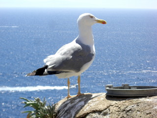Mouette