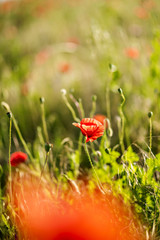Wild beautiful poppy on a green field