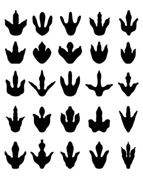 Black footprints of dinosaurs on a white background, vector