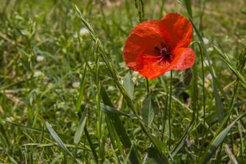 Obraz premium Fiore di papavero in un campo in toscana