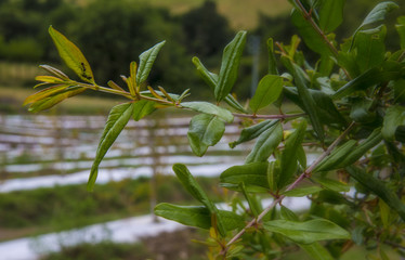 Formiche si arrampicano sulla foglia
