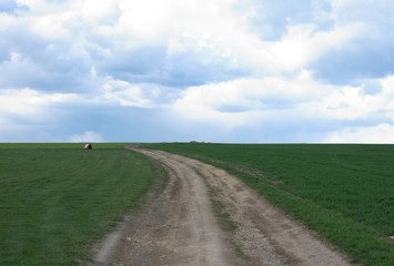 path and meadows