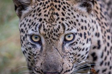 Close up of a big male Leopard in Kruger.