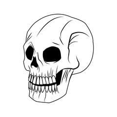 skeleton of the human head, vintage bone vector illustration