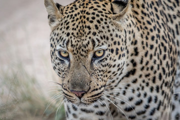 Fototapeta na wymiar Close up of a big male Leopard in Kruger.