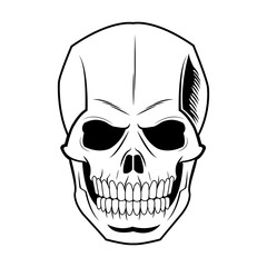 skeleton of the human head, vintage bone vector illustration