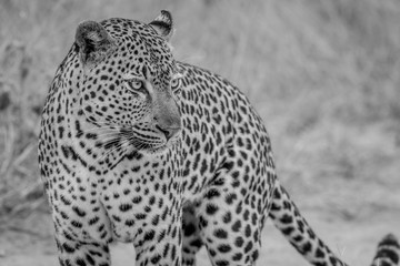 Side profile of a big male Leopard.