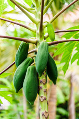 papaya