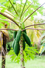 papaya