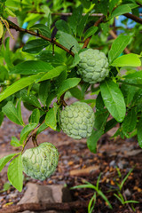 custard apple