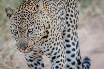 Side profile of a big male Leopard.