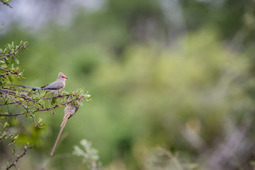 Red-faced mousebird sitting on a branch.
