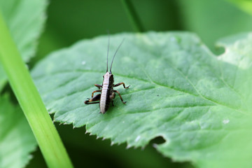 Heuschrecke, Heupferd, Grille mit weißem Streifen auf Blatt, Natur 